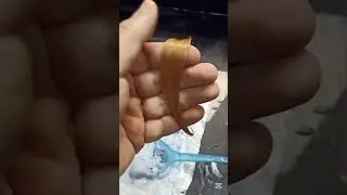 احسن بودرة تفتيح في المنتجات المحلية