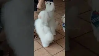 Cute Coton de Tulear #dog #doglover #cotondetulear