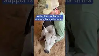 Precious Moment: Disabled Newborn Sam Takes His First Bottle #babycalf  #babycow  #smallranch