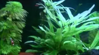 My Shrimp Tank ( Red Fire & Crystal Red )