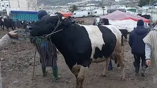 العجول الكسابية و الجزارية بسوق الاحد تطوان 🦬🐃🐂🐄|25/01/2026||0667128425🔥🇲🇦❤️