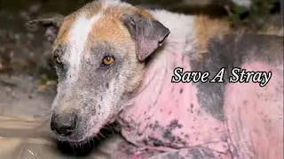 Join the Mission: Help Us Reach More Stray Animals in Need! || Save A Stray