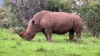 Rhino The Most Dangerous & Biggest Animal Of Forest | Animals Environment