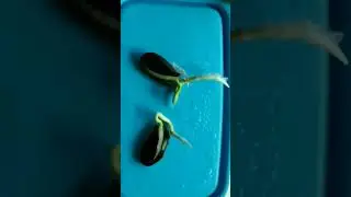 How To Grow Sapota Plant From Fresh Seeds #shorts