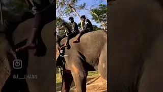 Dubare Elephant Camp