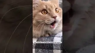 Cat&rsquo;s reaction to some fly outside the window