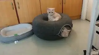 #Cat TV #貓 #猫咪 英短貓咪三兄弟 猫が喜ぶ映像 20241130 3