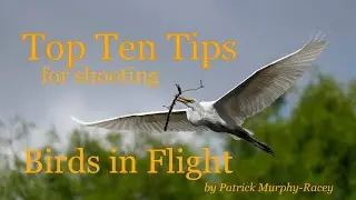 Top Ten Tips on Shooting Birds in Flight by Patrick Murphy-Racey