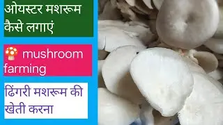 Mushroom Farming Kaise Karen | How To 🍄 Mushroom Farming 