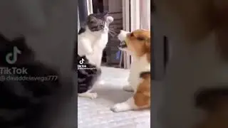 Katze gegen Hund Funnyw😂😂😂