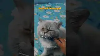 Hair Fall Paavangal | Saadh The Cute Cat | Persian Cat Tamil