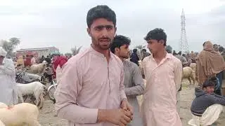 Abrargoatfarm         jampur road pull surya basti sohrani DG Khan 
