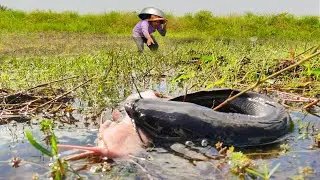 Giant Catfish Found Alive in a Rice Field 😱 | Unbelievable Catch
