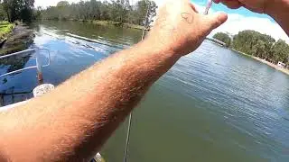 Chase bait prawn lure hard body bream action!#3m #fishinglure #creek bream#finesse #awsome 