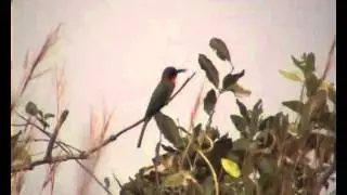 Red throated Bee eater