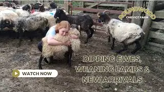 Dipping Ewes, Weaning Lambs & New Arrivals at Roundwood Cheviot Farm