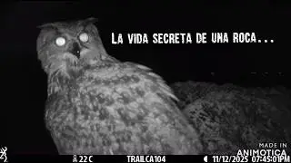 La vida secreta de una roca...