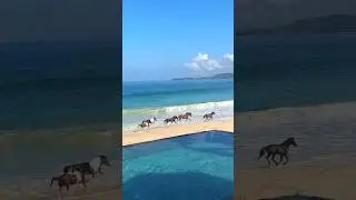 Wild horses on the beach at NIHI Sumba, Indonesia #travel #traveldestinations #shorts #luxurytravel