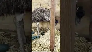 Emu laying Egg #homestead #emu #egglaying