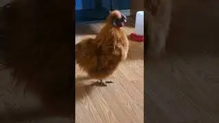 Cotton and Copper the Silkie roosters 🐓