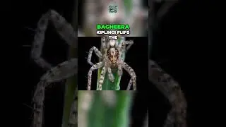 Vegetarian Spider | NO WAY! | Nature's Biggest Surprise!