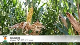 KWS PRESENTA KELINDOS
