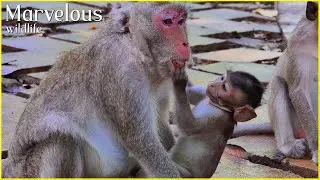 Gorgeous little baby monkey Jonna finds food in m+outh her mother Jane and Baby drink milk so sweet