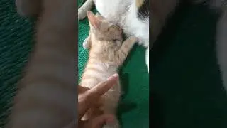 tidur aja tetap joget kalau dengar musik #kucing #kucing #cat #cute #kitten #kitty