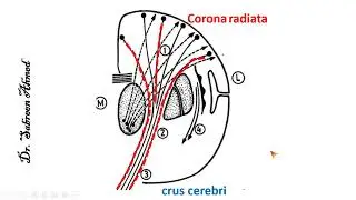 Anatomy of Internal capsule شرح