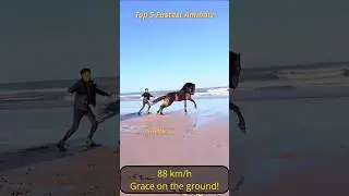 Top 5 Fastest Creatures in the World 🐆💨 | #Shorts