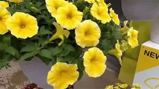 Bee's Knees Petunia from Ball FloraPlant