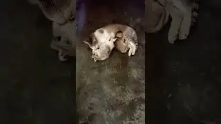 cat video youtube//##short video youtube ##mieu mieu