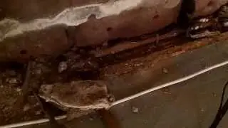 Electro osmotic damp course and injection damp proofing don't work!