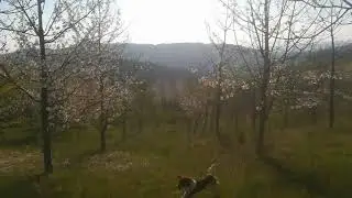 Quartering Springer spaniel 10/04/2020