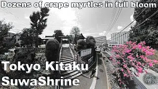 ❁８月❁サルスベリ数十本咲く！穴場　東京北赤羽　諏訪神社　ピンクの回廊　[August] Dozens of crape myrtles lined up! unknown pink corridor