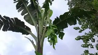 Jan 10 banana lakatan 