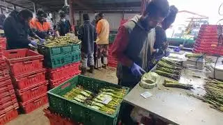 IT WAS US - I REMEMBER ON THIS DAY THAT WE PACKED ASPARAGUS AT PACK - HOUSE [ NZ ] - 2026 