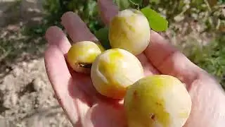🍑🍋 Picking Big Sour Yellow Apricots from My Garden Trees | The Best Tart Fruit Harvest