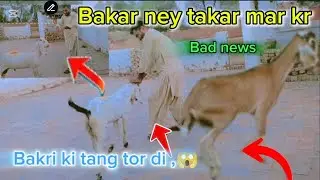 My goat broke the goat's leg in anger today