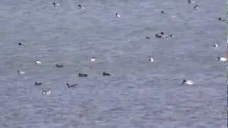 birds nl... pintails, shelducks and a few wigeons