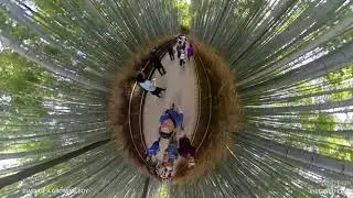Arashiyama bamboo grove - 360°