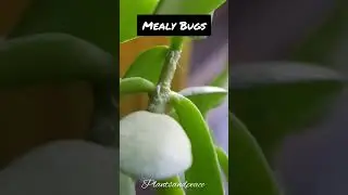 Mealy Bugs on Jade / How to remove mealybugs #plants #viral #tips #pestcontrol #shorts