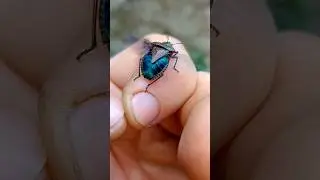 Chinches Pentatomidae: M&aacute;s All&aacute; de las Plagas