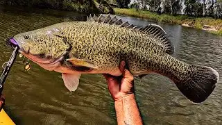Murray Cod on the Condamine River QLD. 