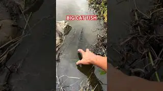BIG CAT FISH CATCHING, #fish #fishing #viral #video
