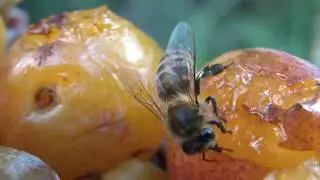 Honey bees love fruits - ripe mirabelles