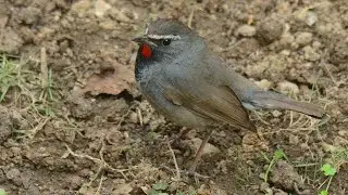 Himalayan Rubythroat (Calliope pectoralis) Sikkim, India 🇮🇳 #sikkim #sikkim_birds #sikkimbirds