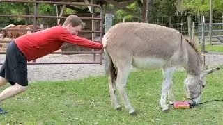 My Donkey Won't Move