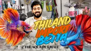 Thailand Import Betta Stock/ Excellent female betta#dhanbad #fish #aquapetmall #aquarium