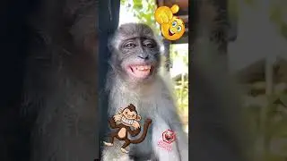 🐵 Monkey Madness! Celebrating Monkey Day with Hilarious Highlights 🎉 #MonkeyDay #funniestmoments